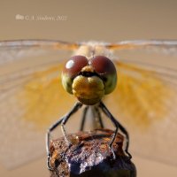 Глаза жёлтой стрекозы :: Александр Синдерёв