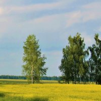 БЕРЕЗЫ СРЕДИ РАПСОВЫХ ПОЛЕЙ :: Валентина 