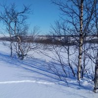 Куропатка по кустам бродит. :: Мария Васильева