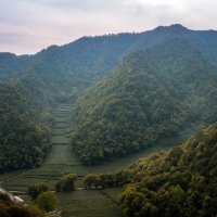 Горы и чайные плантации около озера Сиху в Ханчжоу :: Дмитрий 