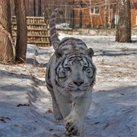 Бенгальский друг бежит здороваться. :: аркадий 