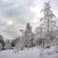 Зима в лесу :: Любовь Зинченко 