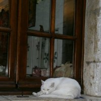 Кошка на окошке... :: Алёна Савина