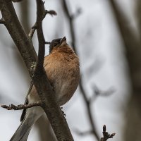 Новая весна. Песня зяблика :: Анна Иларионова