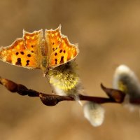 мартовские бабочки 2022 -4 :: Александр Прокудин