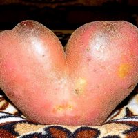 Картофельное сердце :: Константин Штарк