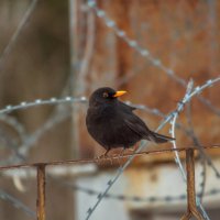 Чёрный дрозд на заборе ПИЯФ в Гатчине :: Дарья Меркулова