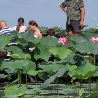 В долине лотосов :: Вера Щукина