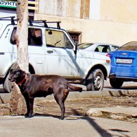 Уличный пёсик... :: Евгений 