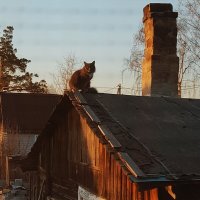 Кот на крыше :: Светлана 