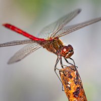 dragonfly :: Антон Лихач