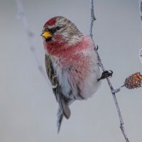 из архива :: Виталий Емельянов