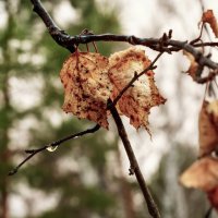 Я в весеннем лесу пил берёзовый сок... :: Сергей Царёв