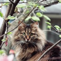 Кот на дереве :: Nata Potapova