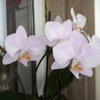 орхидеи :: Giant Tao /