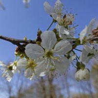 Лишь два-три цветка - но в этом деревце сливы краса всего сада! Исии Рогэцу :: Galina Dzubina