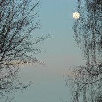 Moon :: Юлия Денискина