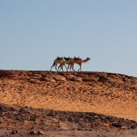 В Нубийской пустыне :: Анна Скляренко