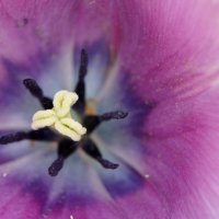 Сиреневый тюльпан :: Pippa 