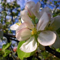 Яблони в цвету — какое чудо :: Nina Streapan