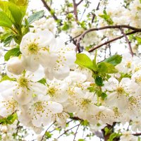 Цветы вишни :: Юлия Федосеева