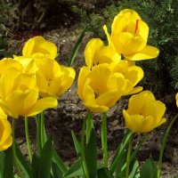 Солнечный цвет тюльпанов :: Татьяна Смоляниченко
