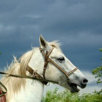 Белый конь. :: nadyasilyuk Вознюк