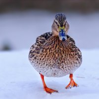 Привет фотограф. Дашь чё по жрать? :: Анатолий Клепешнёв