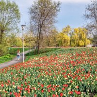 В Белгородских парках расцветают тюльпаны :: Игорь Сарапулов