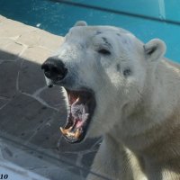 Зевающий медведь :: Нина Бутко