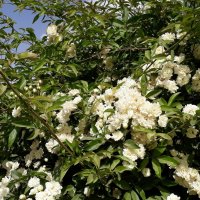 Белые плетистые розы. :: Жанна Викторовна