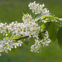 Весны цветенье. :: Aleksey Afonin