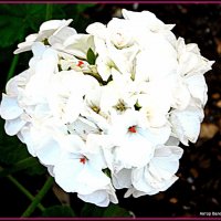 Цветок герани. :: Валерьян Запорожченко