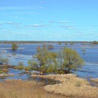 Разлилась Ока река,затопила все луга :: Galina Solovova