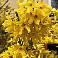 Жёлтая весна. :: Валерия Комова