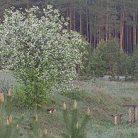 Ждём майского цветения. :: Николай Масляев