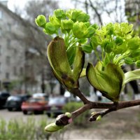 весна :: Владимир Холодницкий