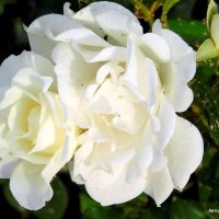 Белые розы. :: Валерьян Запорожченко