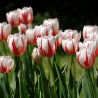 Тюльпаны Tulipа "Happy Generation" :: wea *
