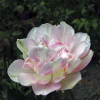 Нежность необычного тюльпана :: Тамара Бедай 