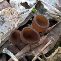 Первые грибы весной :: Андрей Аксенов
