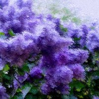 Мой цветочный рай - 4 :: Елена Куприянова 