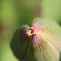 Рождение тюльпана :: Ninell Nikitina