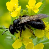 Одиночная пчела :: Константин Штарк