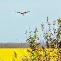 Птичка над цветущим рапсом :: Константин Бобинский