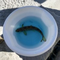 Фестиваль корюшки в Питере - таких рыбок выпускают в Финский залив :: Pippa 