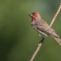 Чечевица :: Елена Швыдун