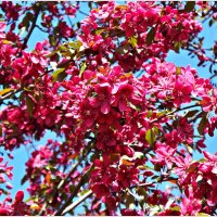 Цветы яблони декоративной пурпурной. :: Валерия Комова