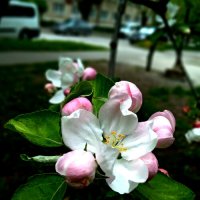 Яблуня цветёт. :: Николай Сидаш