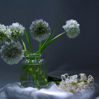 Эти белые цветы :: Ирина Баскакова